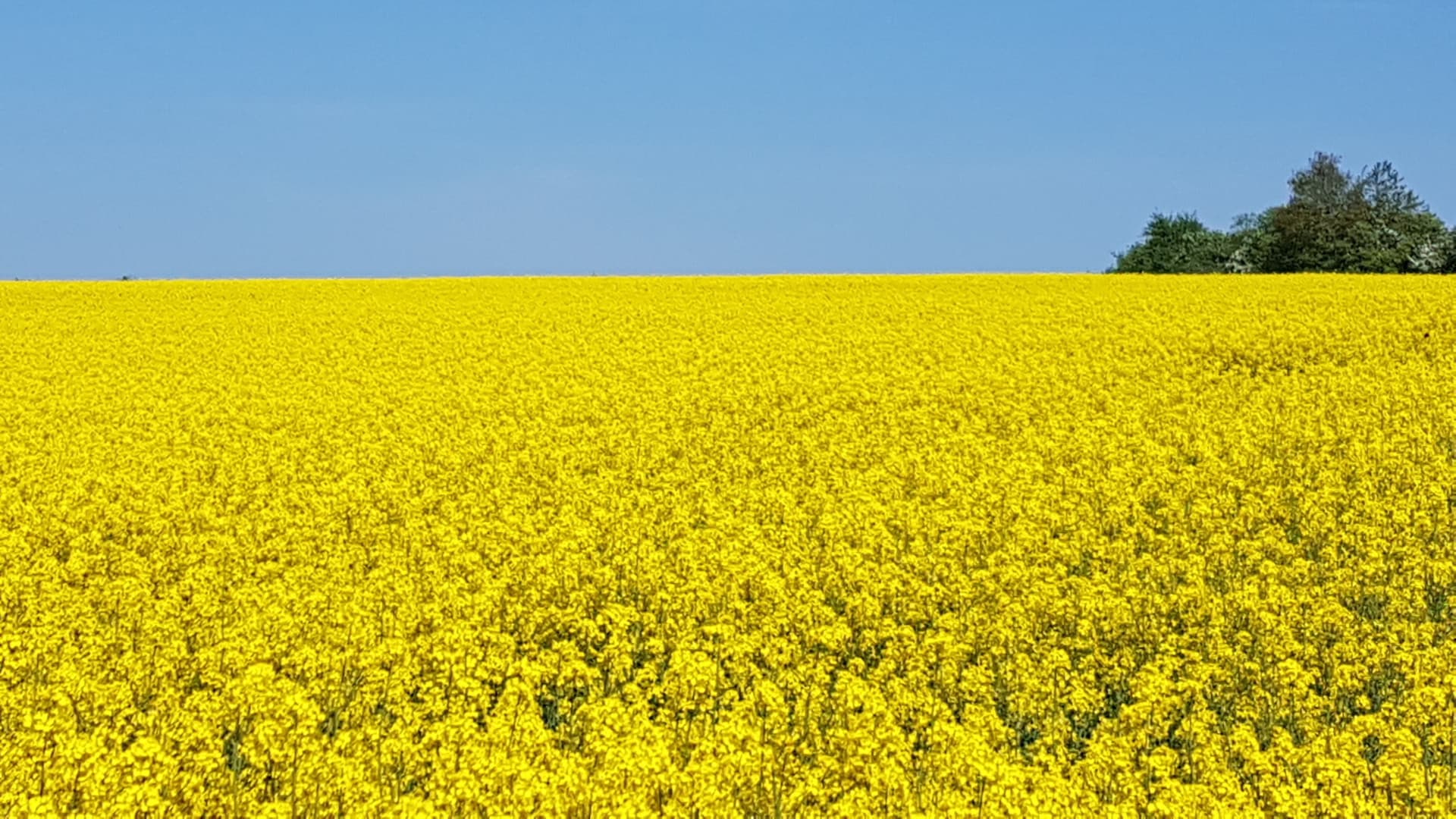 Bayer, MustGrow Biologics und Yara International: So holen Sie sich den 40 % Dünger-Preissprung in Ihr Portfolio